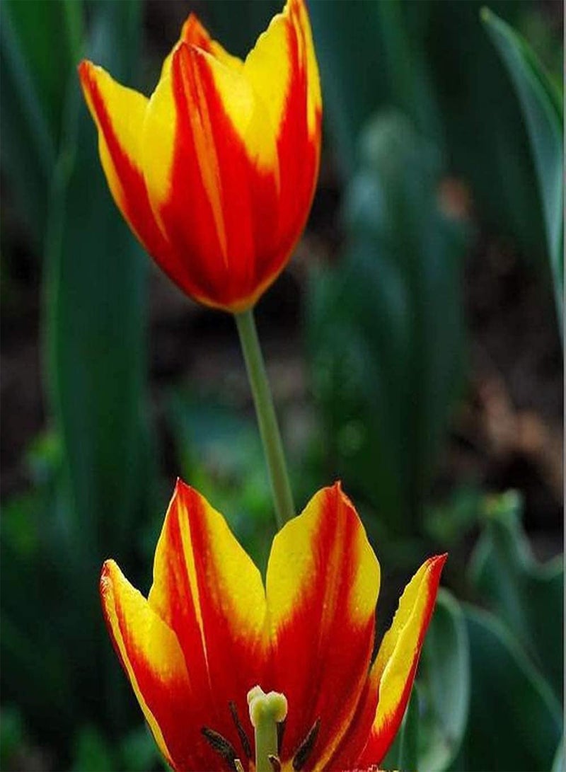 جي جوت 12 قطعة من بذور توليب، زهور حمراء موروثة، مظهر مثالي للحديقة والتراس والفناء، هدية للبستاني لتزيين الحديقة الخارجية - Image 1