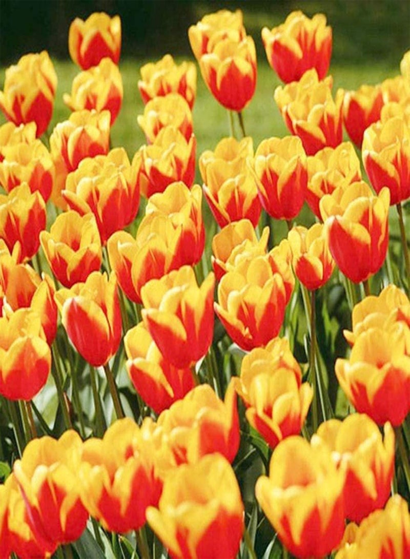 جي جوت 12 قطعة من بذور توليب، زهور حمراء موروثة، مظهر مثالي للحديقة والتراس والفناء، هدية للبستاني لتزيين الحديقة الخارجية - Image 2