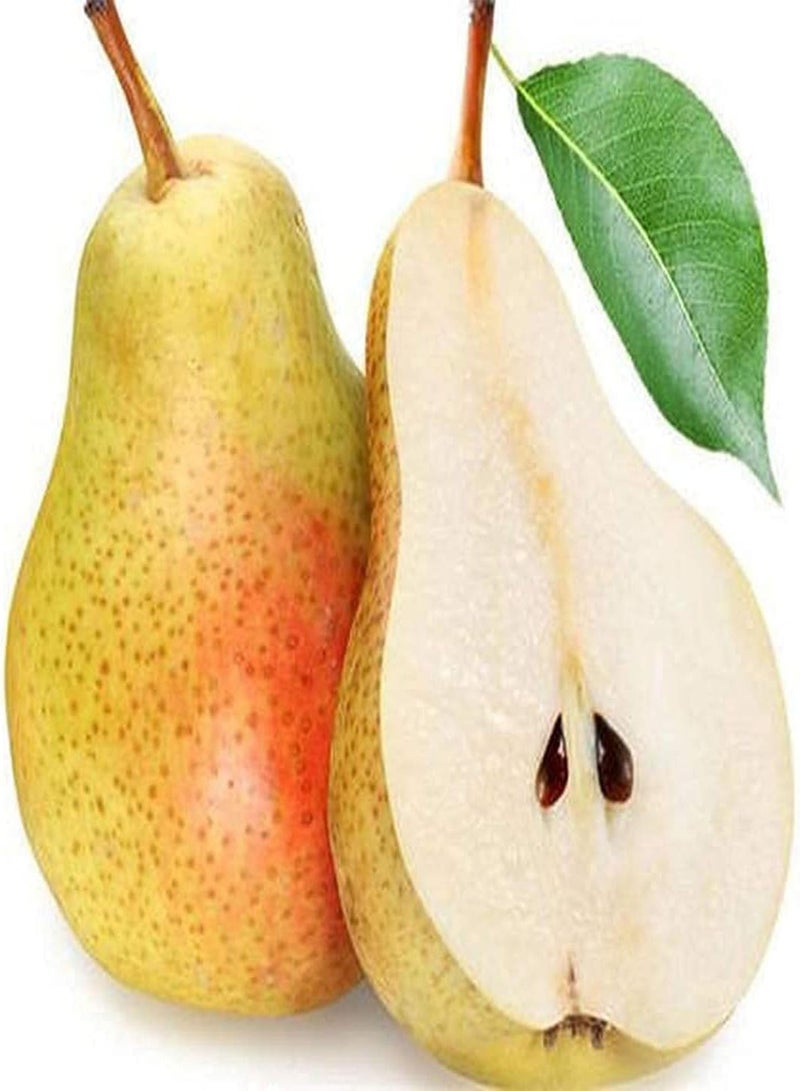 GGOOT 50pcs Pear Seeds Yellow Belt Has Blush Milky White Pulp Juicy Pulp Attractive Garden DIY Decoration Easy to Plant  - Image 1