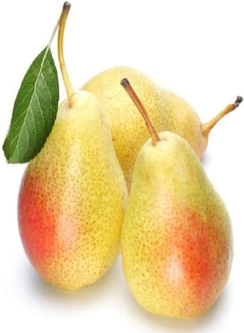 GGOOT 50pcs Pear Seeds Yellow Belt Has Blush Milky White Pulp Juicy Pulp Attractive Garden DIY Decoration Easy to Plant  - Image 2