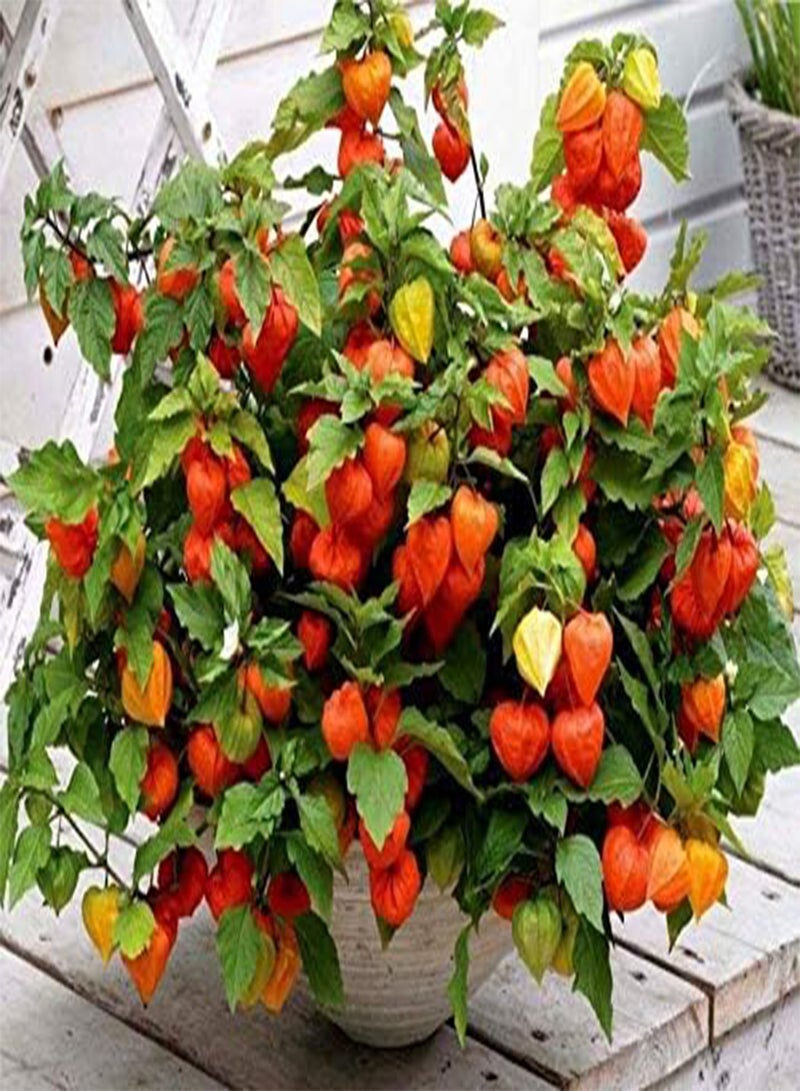 GGOOT Fresh Seeds - Chinese Lantern Seeds, Heirloom Seeds, Dried Flowers, Eye Catching Blooms, 30ct