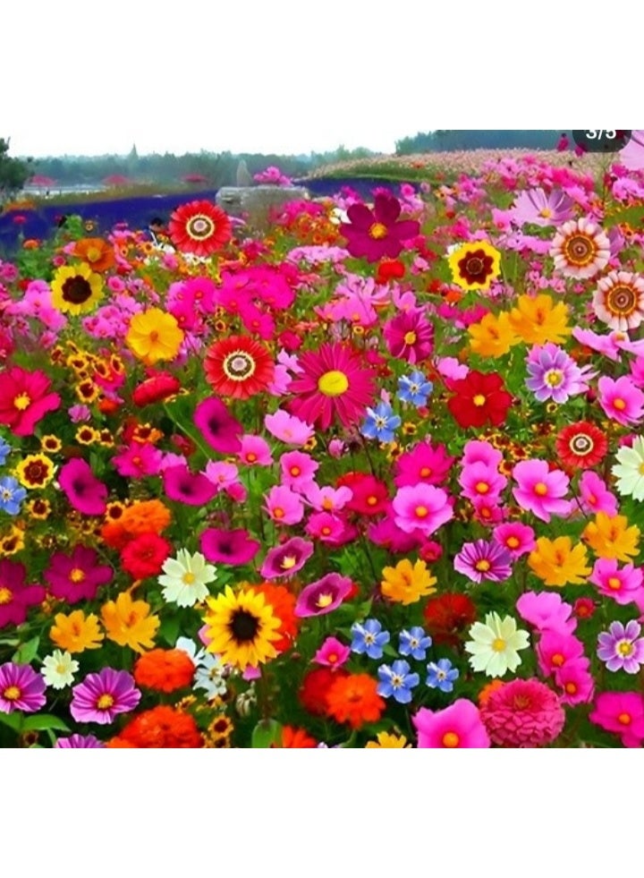 ٤ غرامات من بذور الزهور البرية المختلطة للزراعة - بذور ممتازة للمبتدئين، أفضل بذور للزراعة في الحديقة، العشب، داخل المنزل وخارجه - Image 2