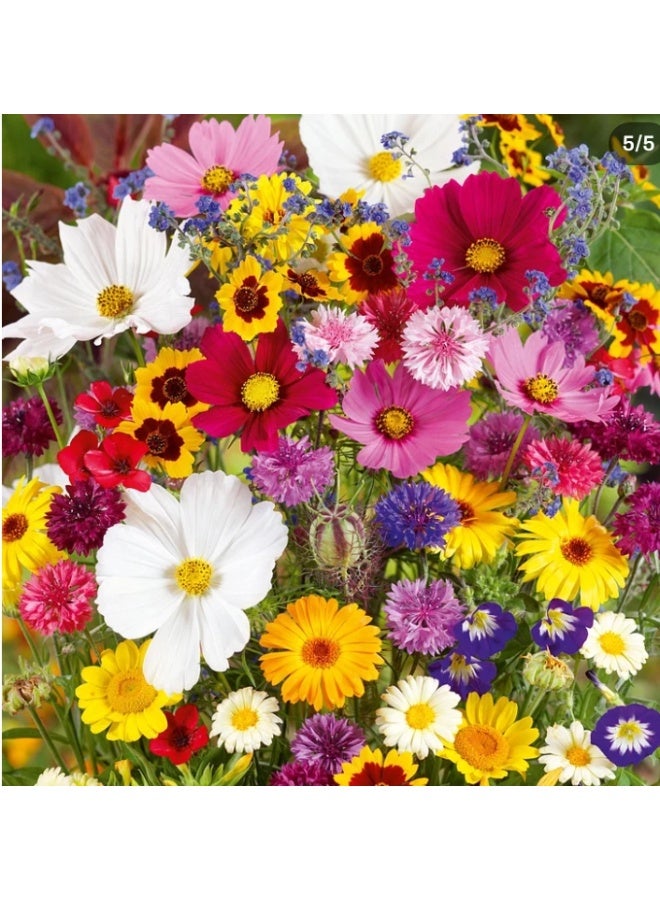 ٤ غرامات من بذور الزهور البرية المختلطة للزراعة - بذور ممتازة للمبتدئين، أفضل بذور للزراعة في الحديقة، العشب، داخل المنزل وخارجه - Image 3