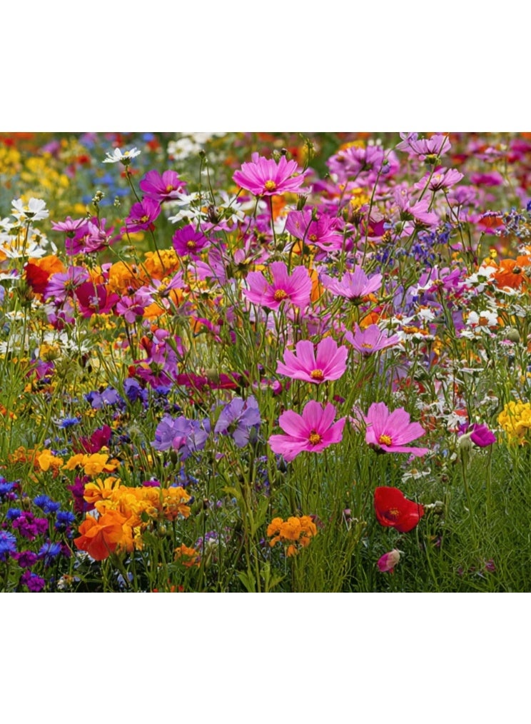 ٤ غرامات من بذور الزهور البرية المختلطة للزراعة - بذور ممتازة للمبتدئين، أفضل بذور للزراعة في الحديقة، العشب، داخل المنزل وخارجه - Image 1