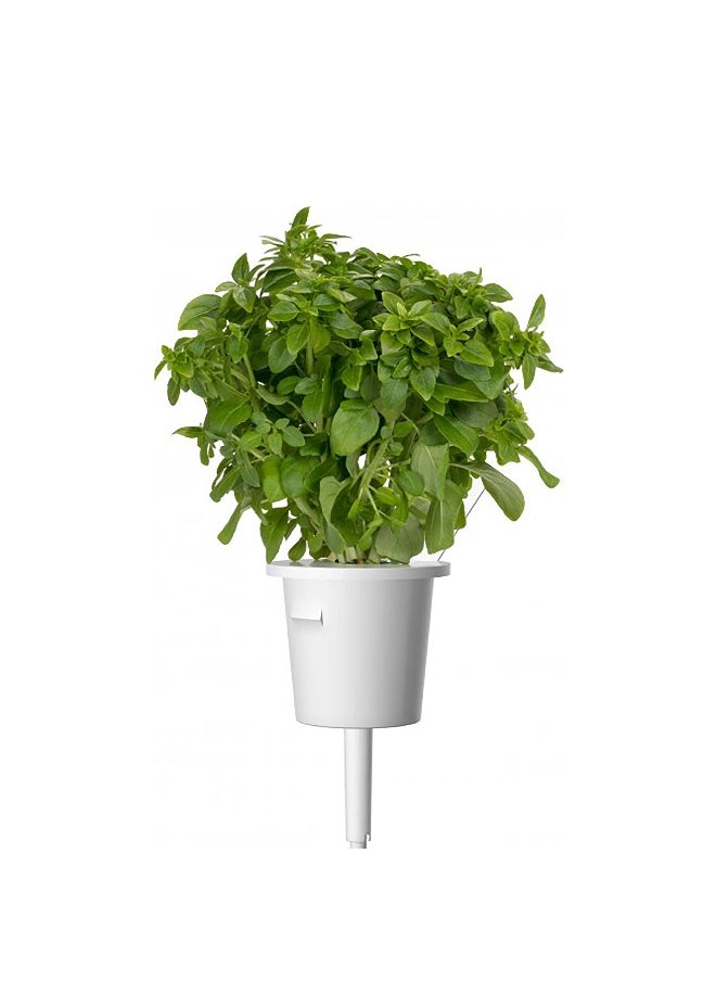 click 9Piece Italian Herb Mix Seed Pod Set Brown PPMIPX9  - Image 2