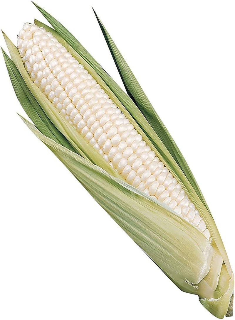 جي جوت 25 قطعة من بذور الذرة، ذرة طازجة، زراعة طبيعية، محاصيل حبوب موروثة غير معدلة وراثيًا، ازرعها بنفسك، حصاد جيد، اختر بحكمة - Image 1