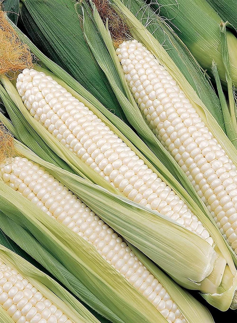 جي جوت 25 قطعة من بذور الذرة، ذرة طازجة، زراعة طبيعية، محاصيل حبوب موروثة غير معدلة وراثيًا، ازرعها بنفسك، حصاد جيد، اختر بحكمة - Image 2