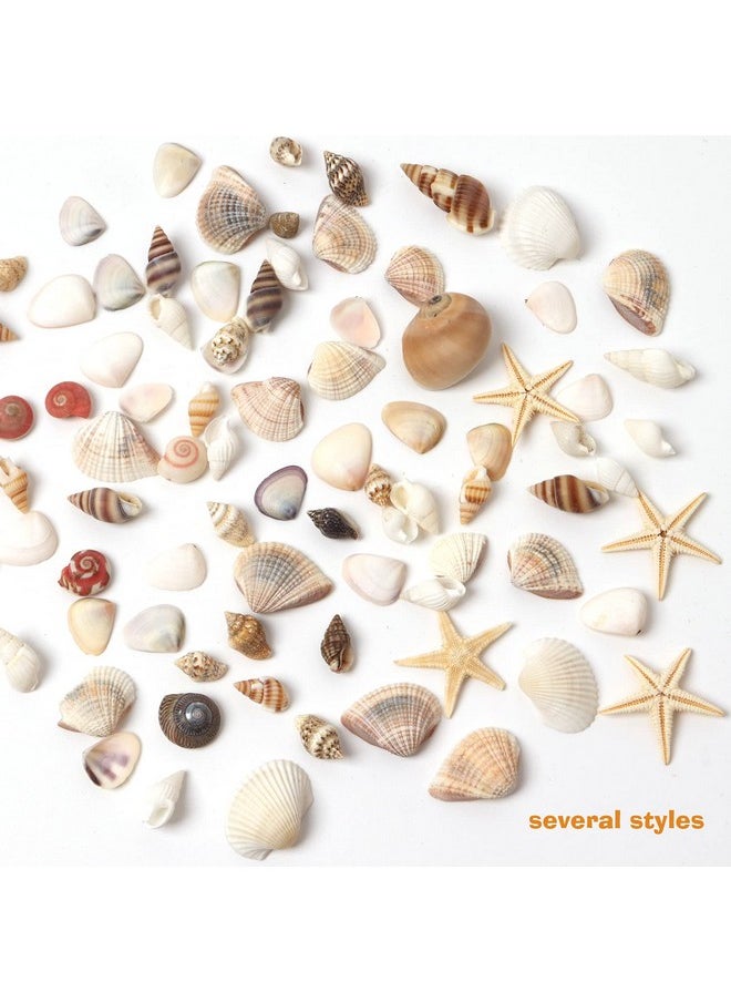 Hapy Shop 1200 Pieces Tiny Sea Shells Small Natural Starfish Mixed Ocean Beach Spiral Seashells For Home Decorations,Wedding Decor,Candle Making,Beach Theme Party,Diy Crafts And Vase Filler  - Image 3