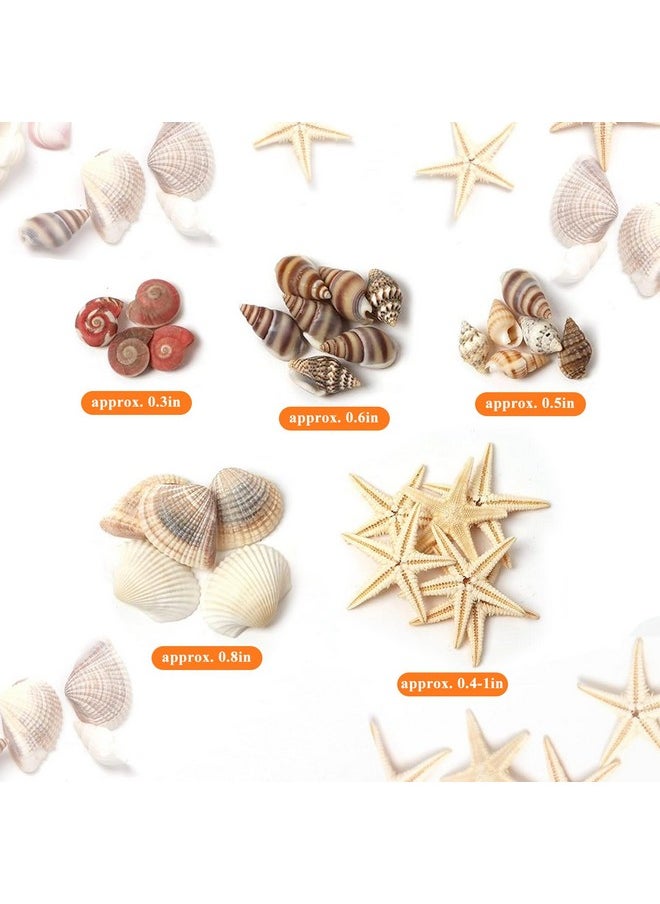 Hapy Shop 1200 Pieces Tiny Sea Shells Small Natural Starfish Mixed Ocean Beach Spiral Seashells For Home Decorations,Wedding Decor,Candle Making,Beach Theme Party,Diy Crafts And Vase Filler  - Image 4