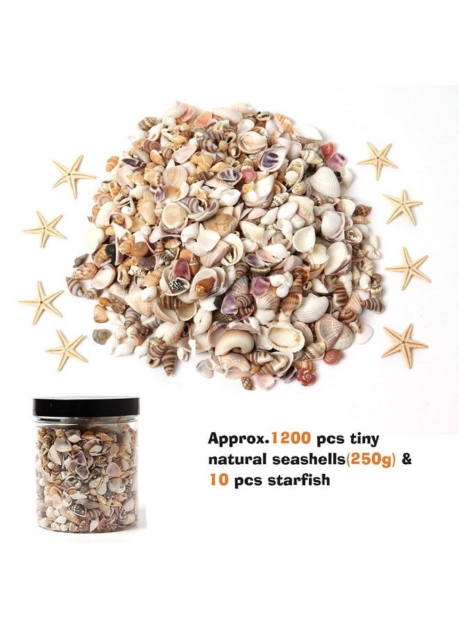 Hapy Shop 1200 Pieces Tiny Sea Shells Small Natural Starfish Mixed Ocean Beach Spiral Seashells For Home Decorations,Wedding Decor,Candle Making,Beach Theme Party,Diy Crafts And Vase Filler  - Image 2