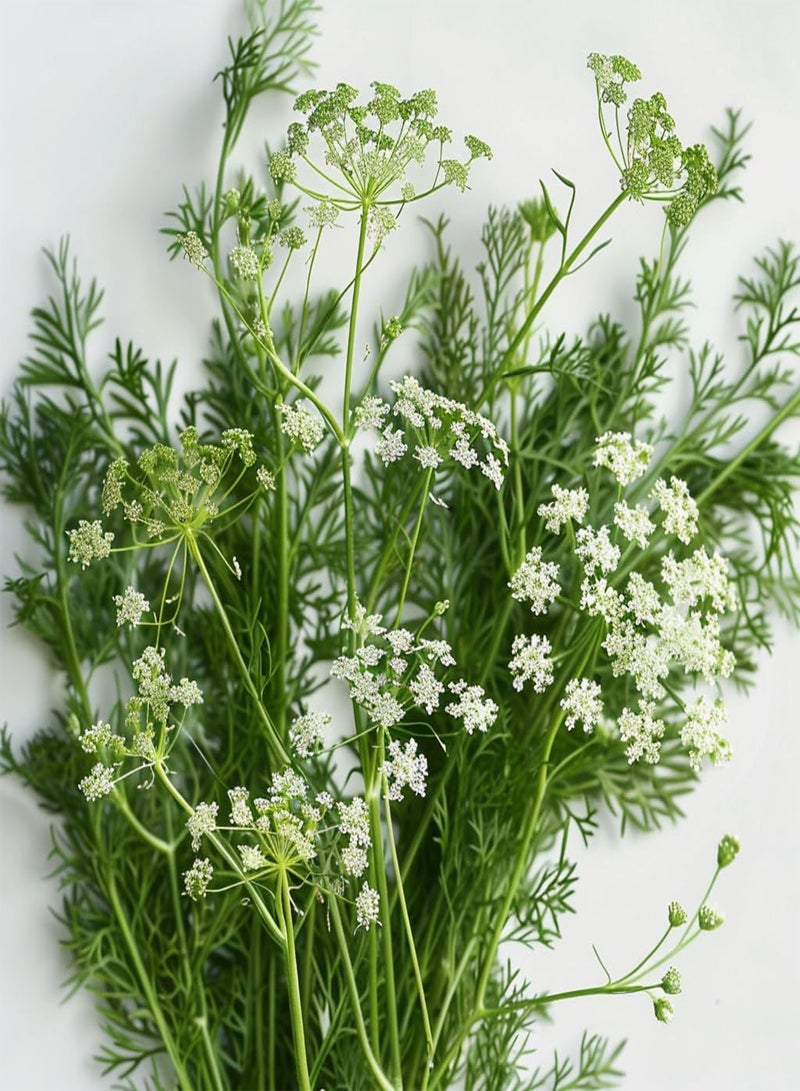 GGOOT Seed Box - Special Aromatic Plants -  Permaculture - Image 3
