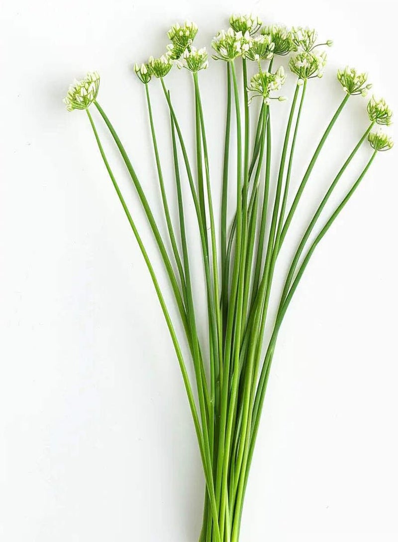 GGOOT Seed Box - Special Aromatic Plants -  Permaculture - Image 5