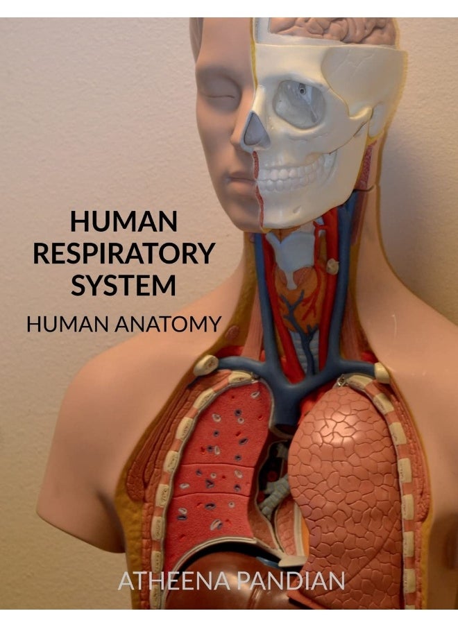 Human Respiratory System 