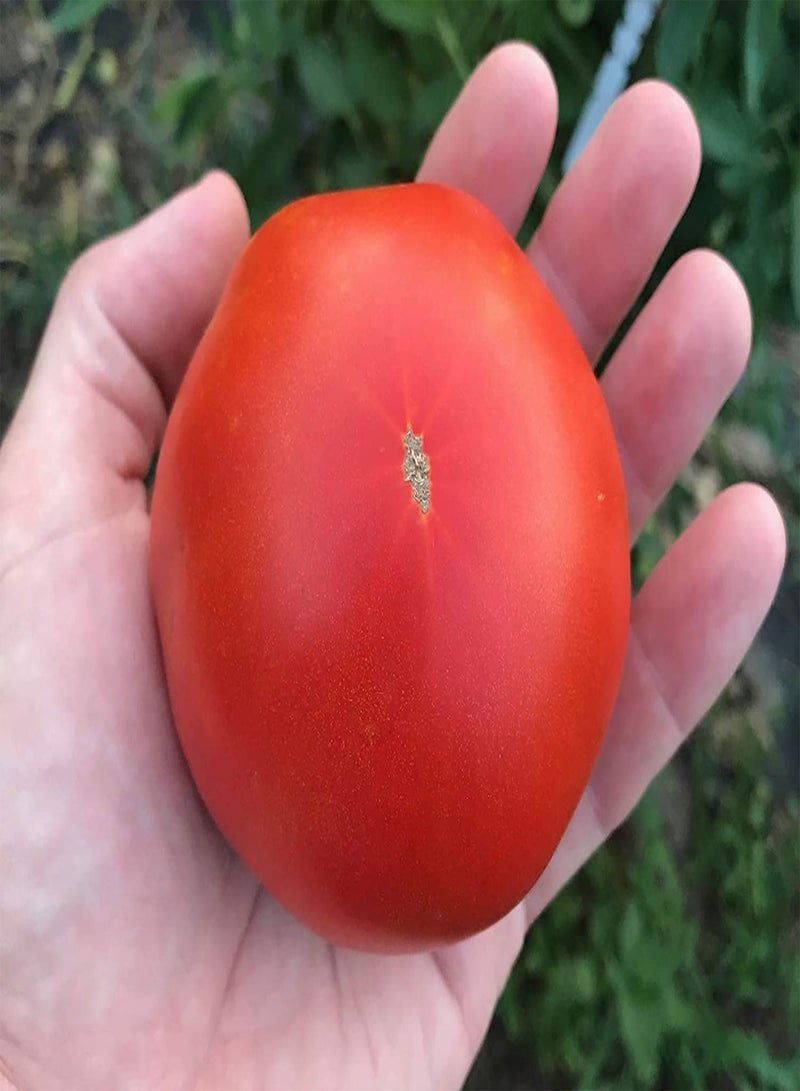 GGOOT Rostova - Sunset's Red Horizon Tomato Premium Seeds 100pcs/Packet - Image 1