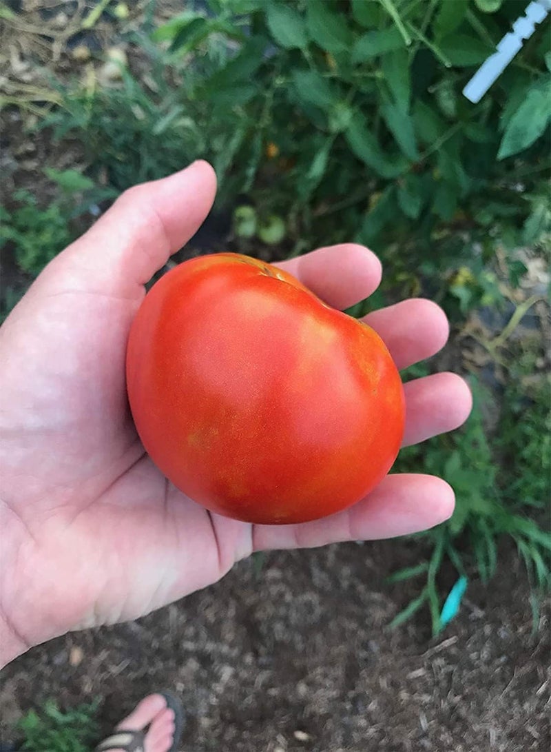 GGOOT Rostova - Sunset's Red Horizon Tomato Premium Seeds 100pcs/Packet - Image 3