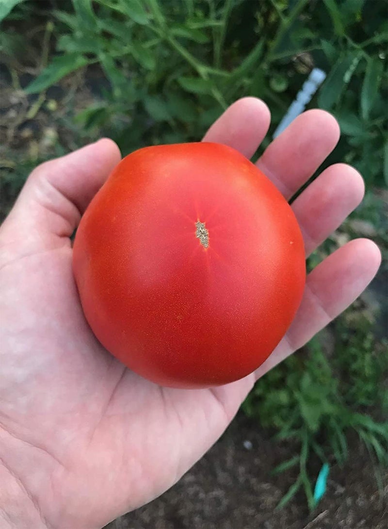 GGOOT Rostova - Sunset's Red Horizon Tomato Premium Seeds 100pcs/Packet - Image 2
