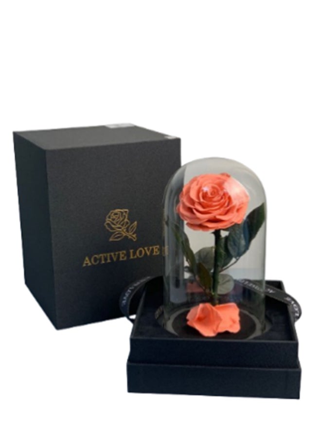 wardi Special Peach Infinity Rose In A Box 