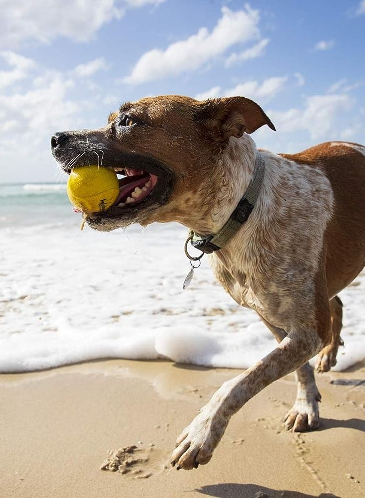 Waboba Woofgames Pack Pet Dog Toys Set - Interactive Boredom Relief Toy - Image 5