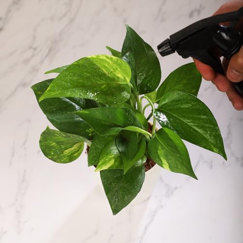 Nurturing Green® Liquid Plant Immunity Booster (300ml) | Organic Soil Enricher with Amino Acids | Enhances Plant Growth, Strengthens Defence System & Increases Pest Resistance - Image 5
