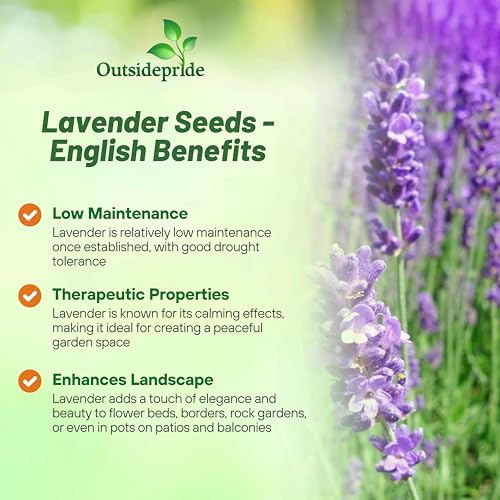Outsidepride English Lavender Seeds - 5000 Pcs Perennial, Drought-Tolerant & Pollinator Friendly Herb Seeds for Planting Fragrant and Delicate Flowers with Lavender Blooms for Xeriscaping Gardens - Image 3