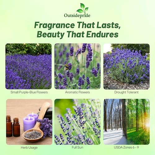Outsidepride English Lavender Seeds - 5000 Pcs Perennial, Drought-Tolerant & Pollinator Friendly Herb Seeds for Planting Fragrant and Delicate Flowers with Lavender Blooms for Xeriscaping Gardens - Image 2
