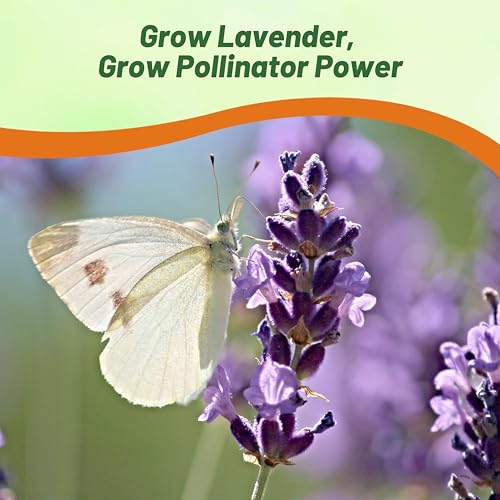 Outsidepride English Lavender Seeds - 5000 Pcs Perennial, Drought-Tolerant & Pollinator Friendly Herb Seeds for Planting Fragrant and Delicate Flowers with Lavender Blooms for Xeriscaping Gardens - Image 5