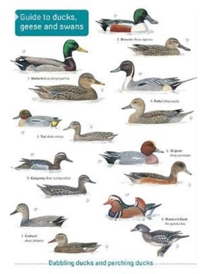 البط والإوز والبجع