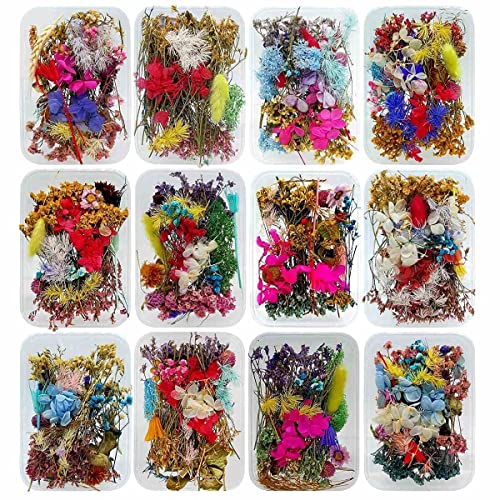 Prokart [2 Box Set] Real Natural Dried Flowers for Art & Craft - Multicolour Floral Mix for Resin, Candles, Soap & DIY Projects [Design May Vary, Random Box, Multicolour] - Image 2