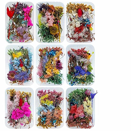 Prokart [2 Box Set] Real Natural Dried Flowers for Art & Craft - Multicolour Floral Mix for Resin, Candles, Soap & DIY Projects [Design May Vary, Random Box, Multicolour] - Image 3
