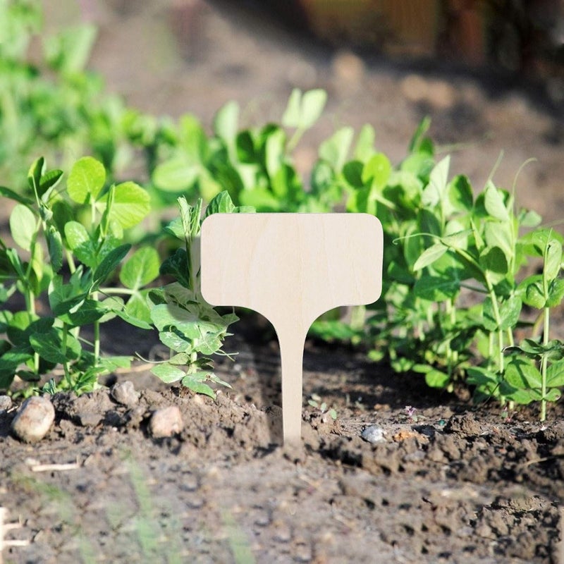 ويوبلز ٥٠/١٠٠ قطعة من ملصقات النباتات الخشبية ١٠ × ٦ سم، صديقة للبيئة، على شكل حرف T، علامات خشبية للنباتات، علامات للحدائق للبذور والنباتات المزروعة في أصص، الأعشاب والزهور والخضراوات والنباتات العصارية - Image 4