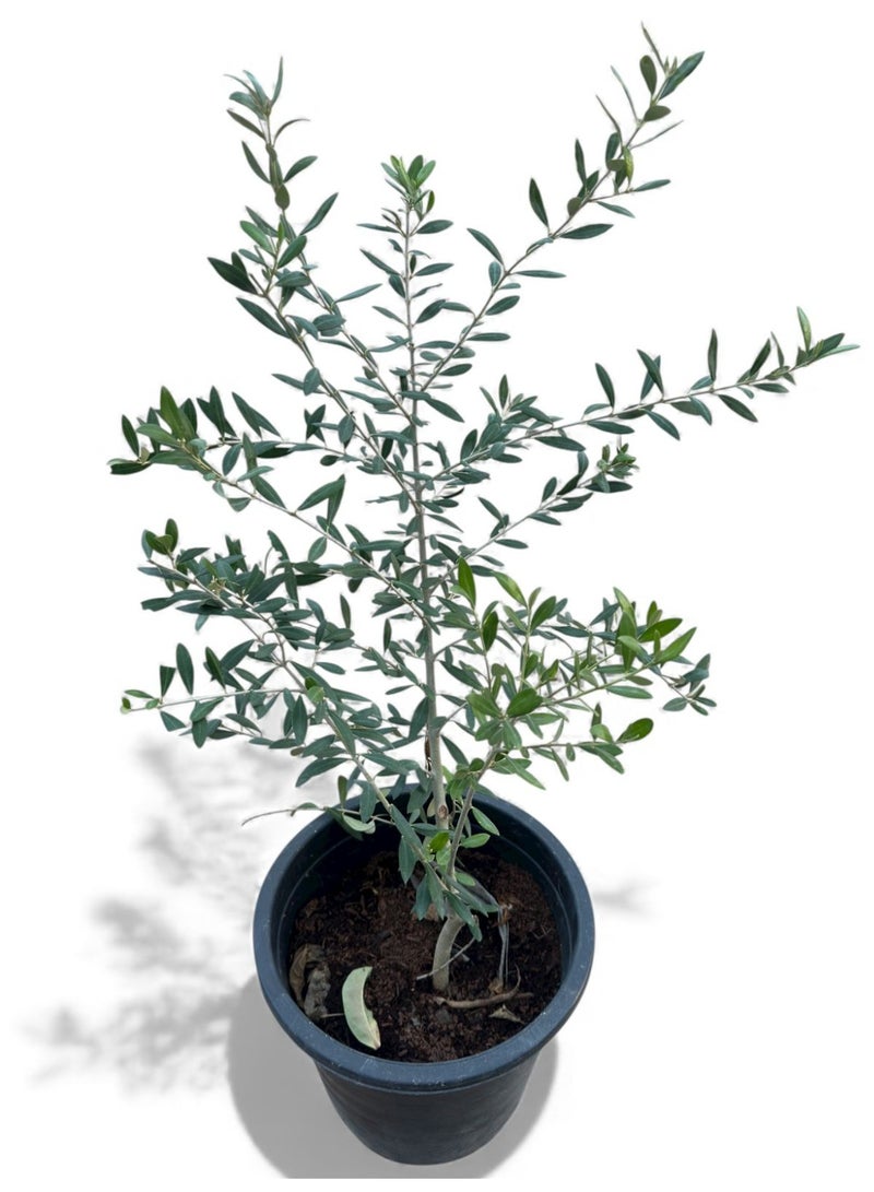 أشجار الزيتون (Olea europaea) للنباتات الخارجية للبيع في دبي