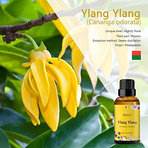 ESSLUX Ylang Ylang Essential Oil, ESSLUX Premium Grade Essential Oils, Perfect for Diffuser, Massage, Soap Candle Making, Home Fragrance, 30 ml - Image 2