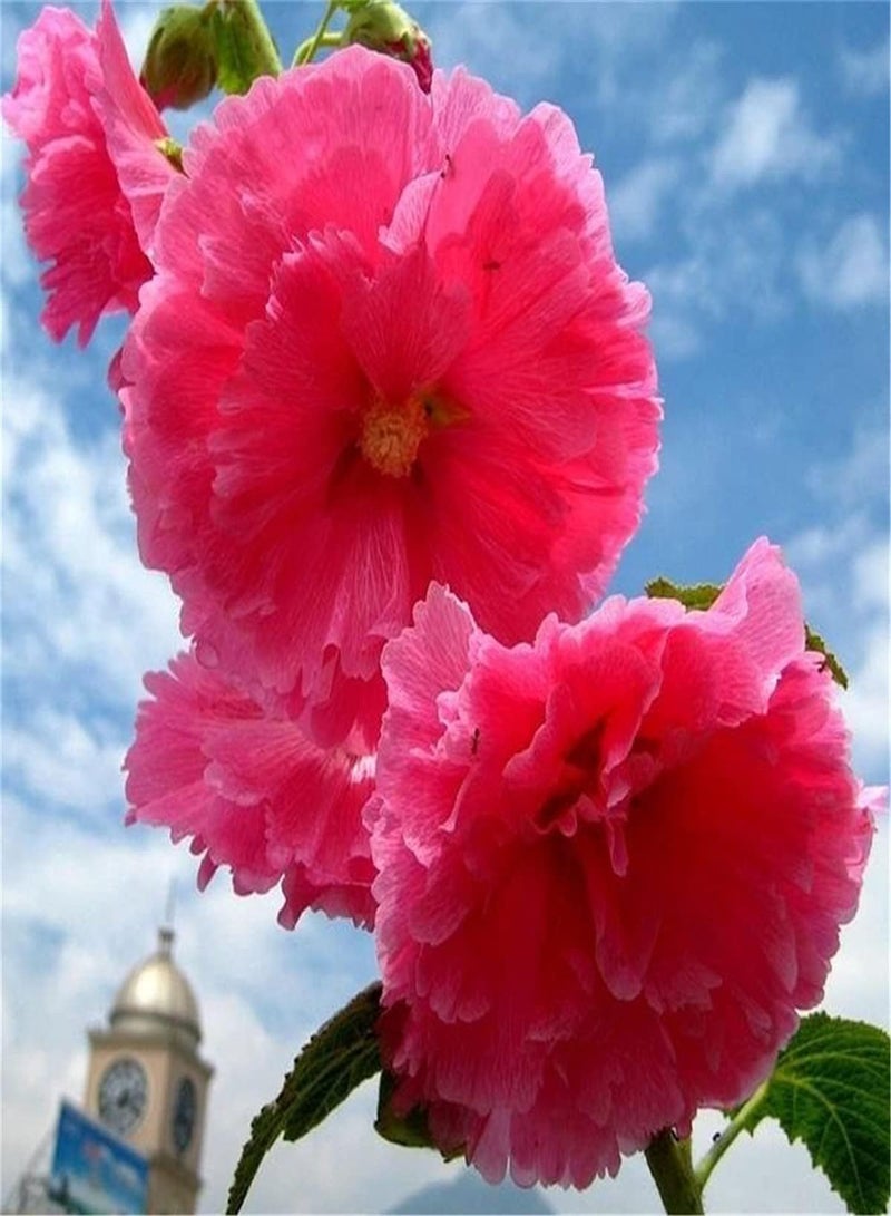 GGOOT Hollyhock Seeds-Outdoor Seeds UK-Can Blossom in Large Numbers-200pcs - Image 2