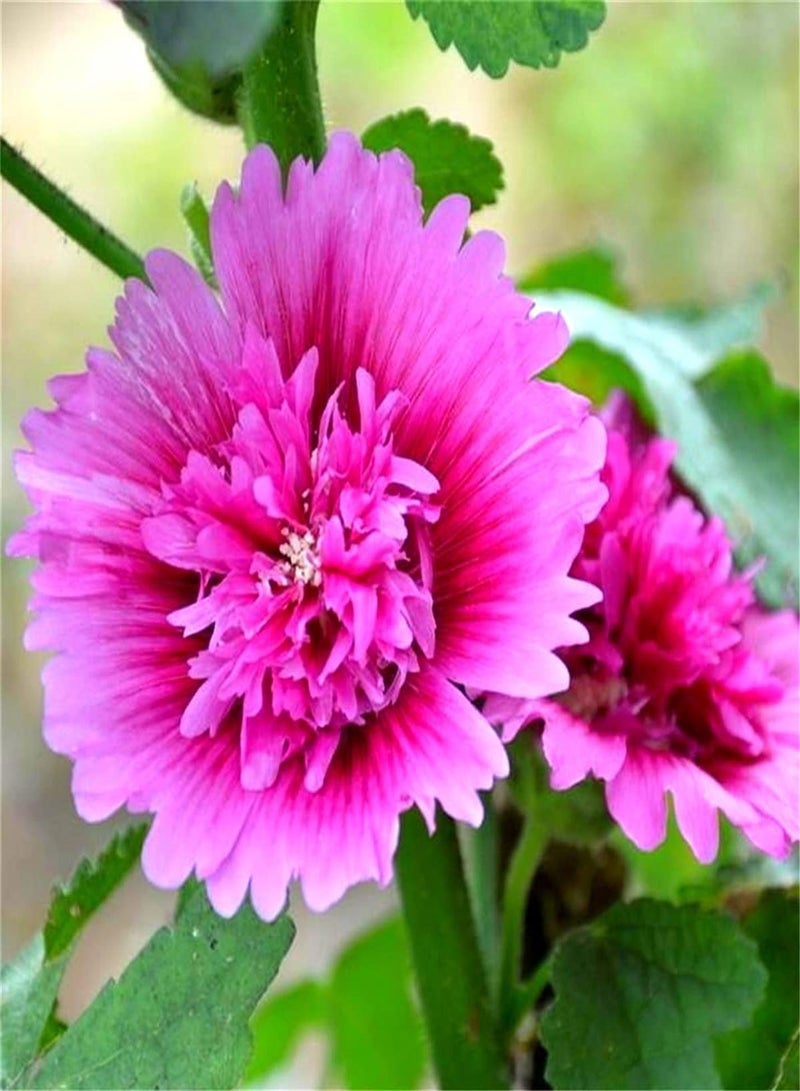 GGOOT Hollyhock Seeds-Outdoor Seeds UK-Can Blossom in Large Numbers-200pcs - Image 1