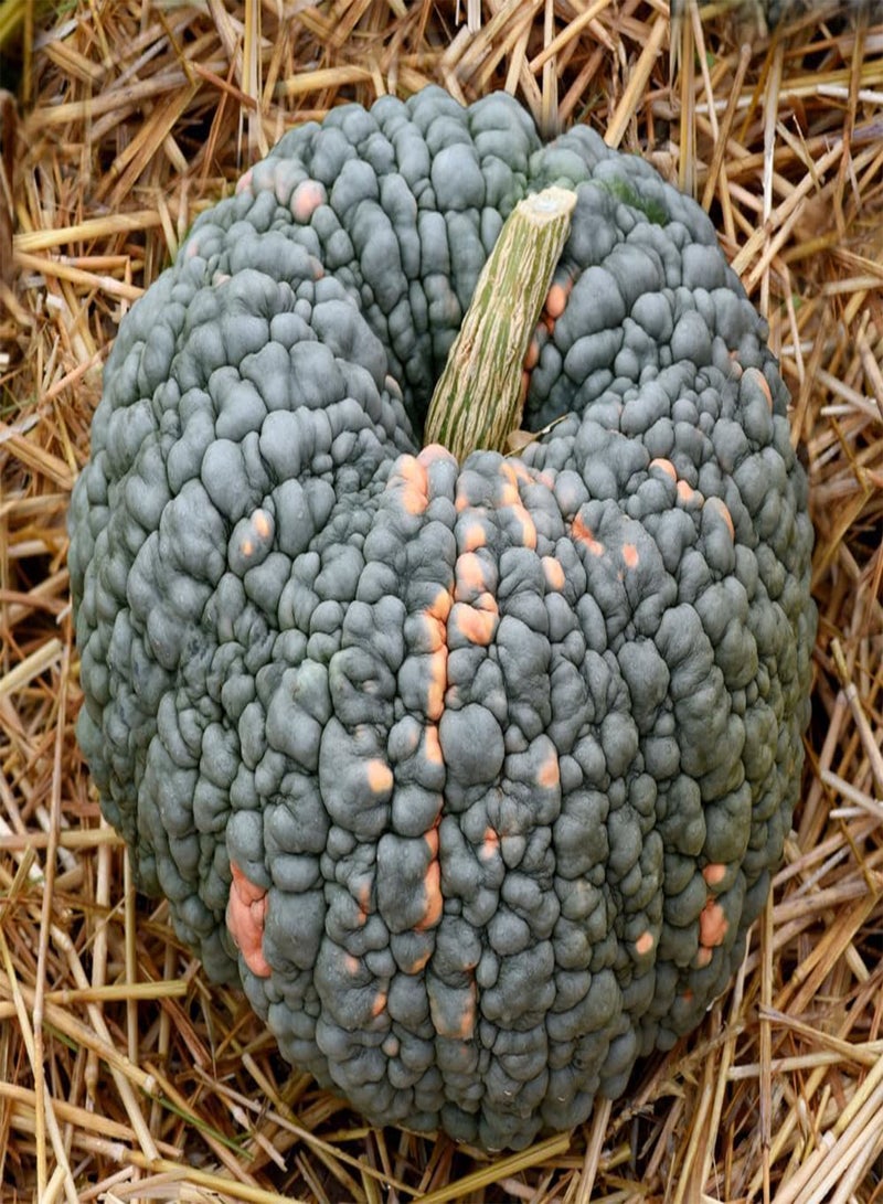 جي جوت قرع مارينا دي تشيوجيا 25 بذور غير معدلة وراثيًا - Image 1