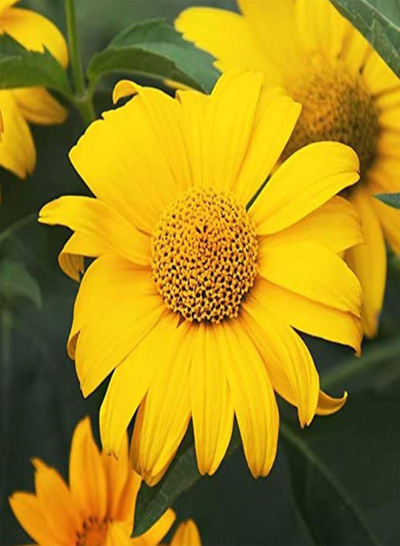 GGOOT Green Seeds, Safe and Harmless & Non-GMO,100Pcs/Bag Wild Flower Seeds Non GMO Flourishing Fragrant Colorful Aromatous Garden Seeds for Landscaping - Wild Flower Seeds - Image 4