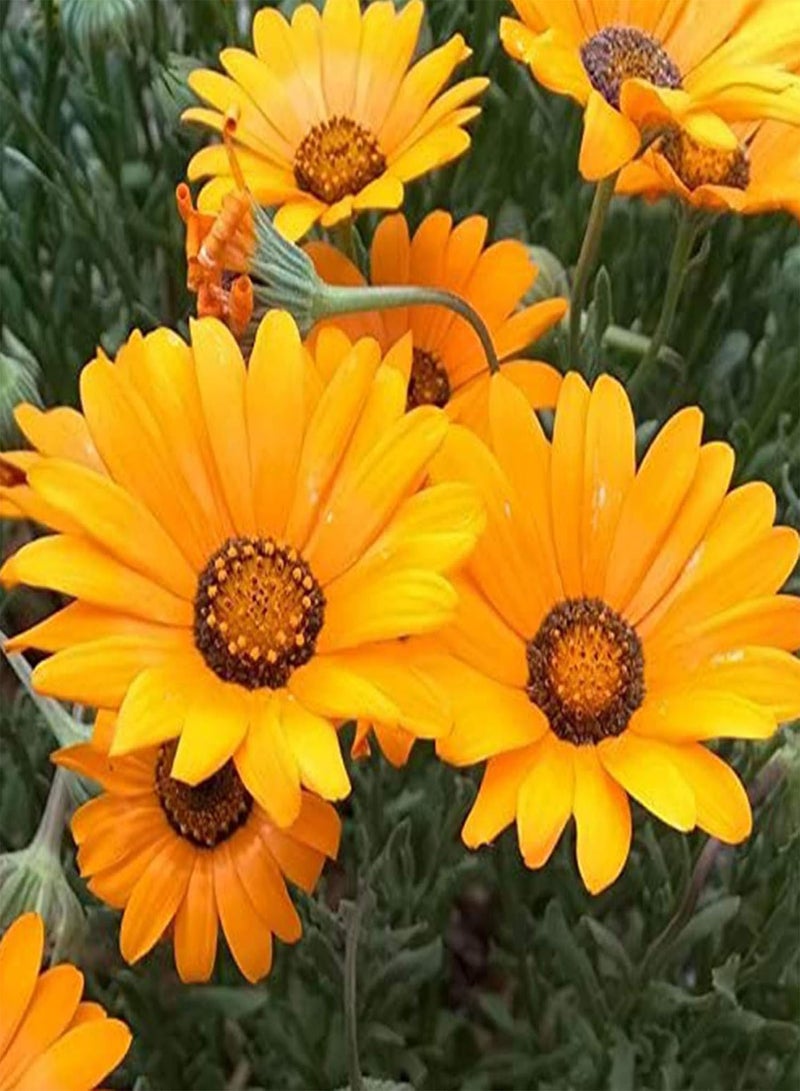 GGOOT Green Seeds, Safe and Harmless & Non-GMO,100Pcs/Bag Wild Flower Seeds Non GMO Flourishing Fragrant Colorful Aromatous Garden Seeds for Landscaping - Wild Flower Seeds - Image 3