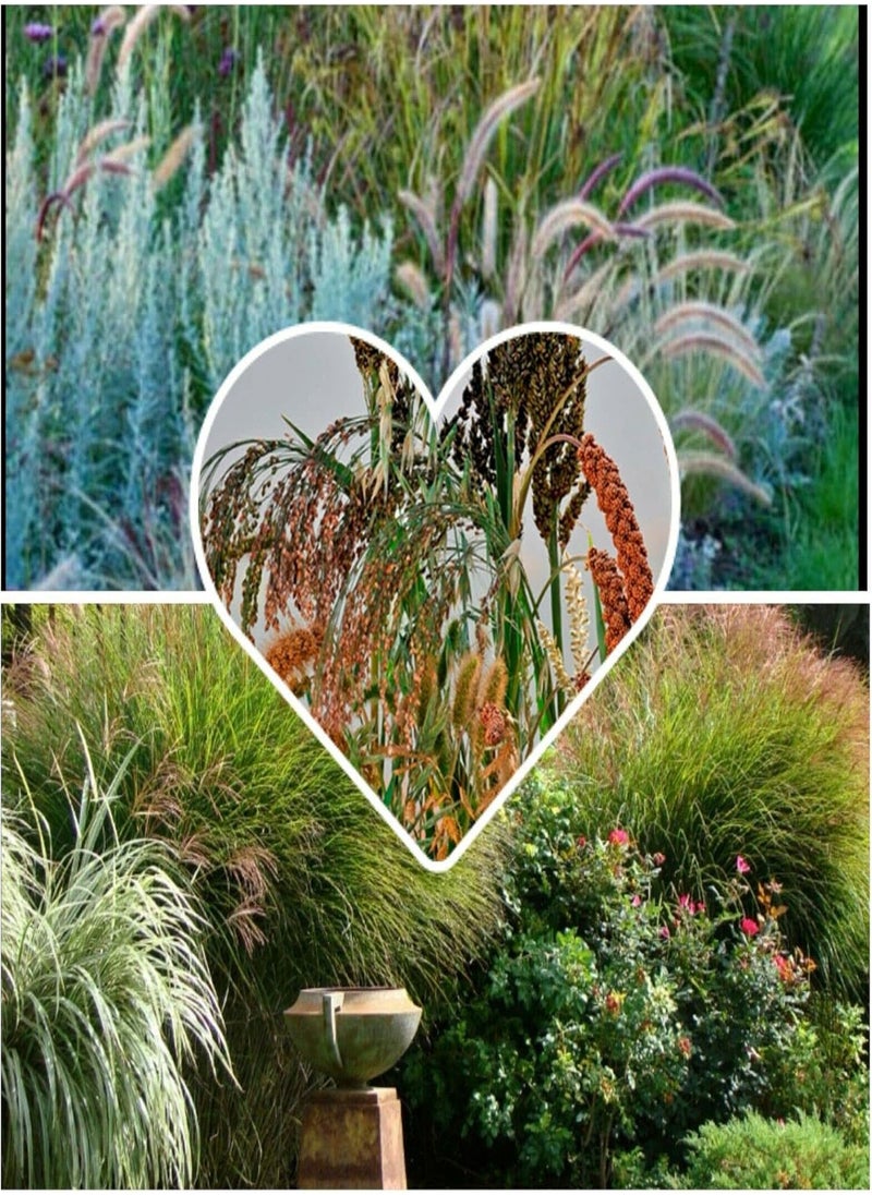 GGOOT Ornamental Grass Seed Collection, Easy to Grow by Heavy Torch,10 Seeds 