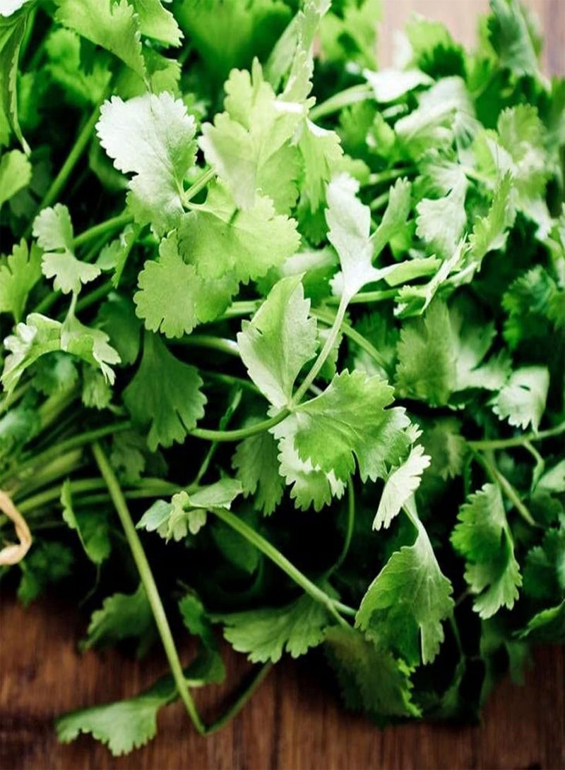 GGOOT 50Pcs Coriander Seeds Non-GMO Annual Edible Fast Growing Herb Seeds Outdoor Seeds - Image 4