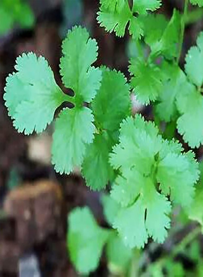 GGOOT 50Pcs Coriander Seeds Non-GMO Annual Edible Fast Growing Herb Seeds Outdoor Seeds - Image 2