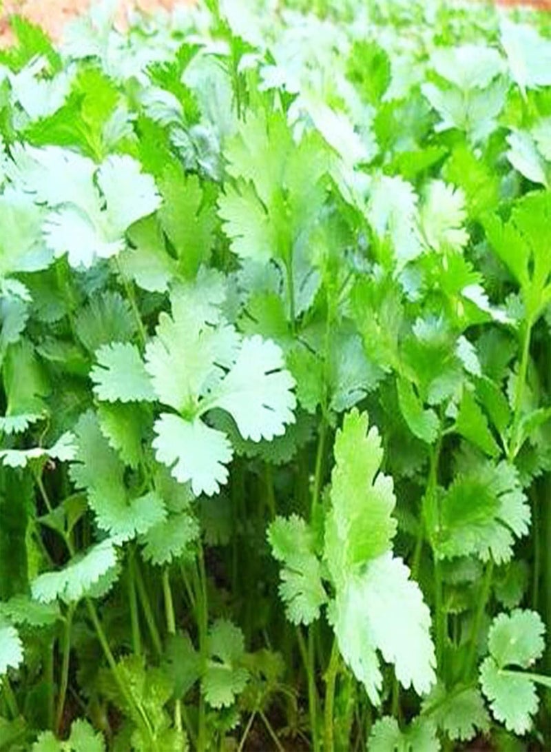 GGOOT 50Pcs Coriander Seeds Non-GMO Annual Edible Fast Growing Herb Seeds Outdoor Seeds - Image 3