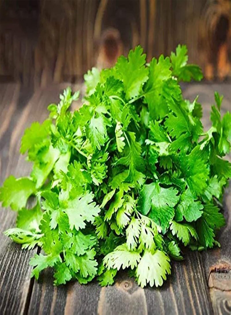 GGOOT 50Pcs Coriander Seeds Non-GMO Annual Edible Fast Growing Herb Seeds Outdoor Seeds - Image 5