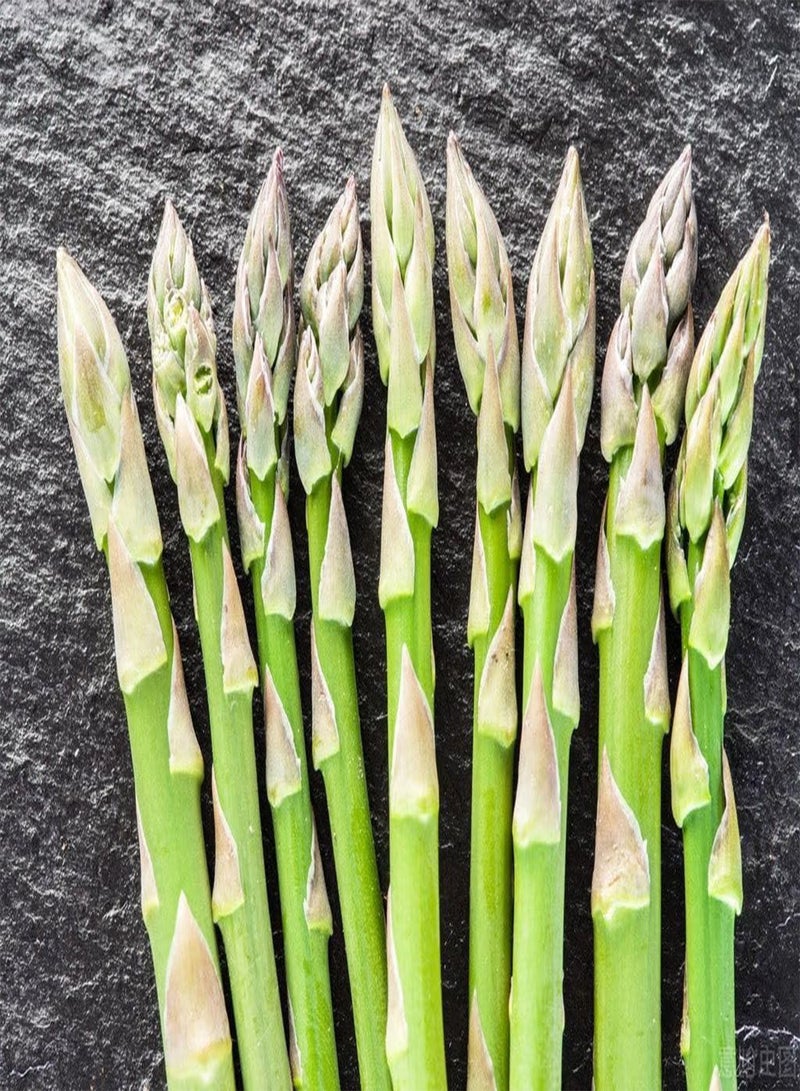GGOOT 12 Pcs Jersey Giant Asparagus Seeds - Perennials - Image 5
