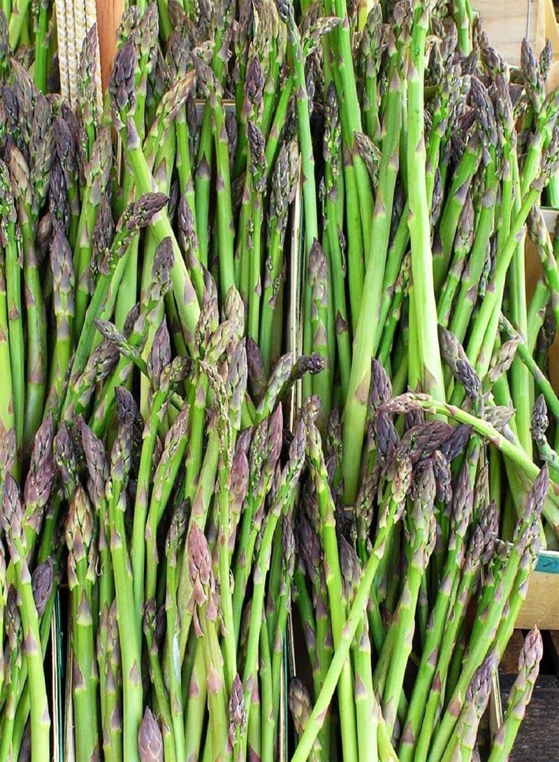 GGOOT 12 Pcs Jersey Giant Asparagus Seeds - Perennials - Image 1