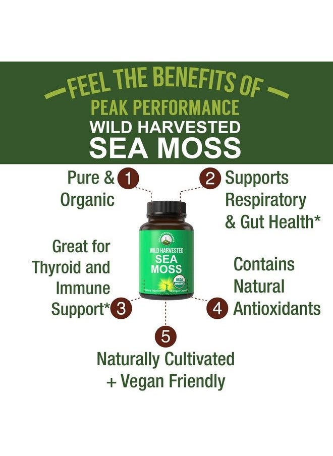 Peak Performance - Organic Sea Moss Capsules. Wild Harvested Sea Moss Raw Organic Vegan Supplement From Red Algae Seaweed. 100% Whole Extract Raw Irish Seamoss Superfood Pills. For Gut Respiratory Immune Support. - Image 1