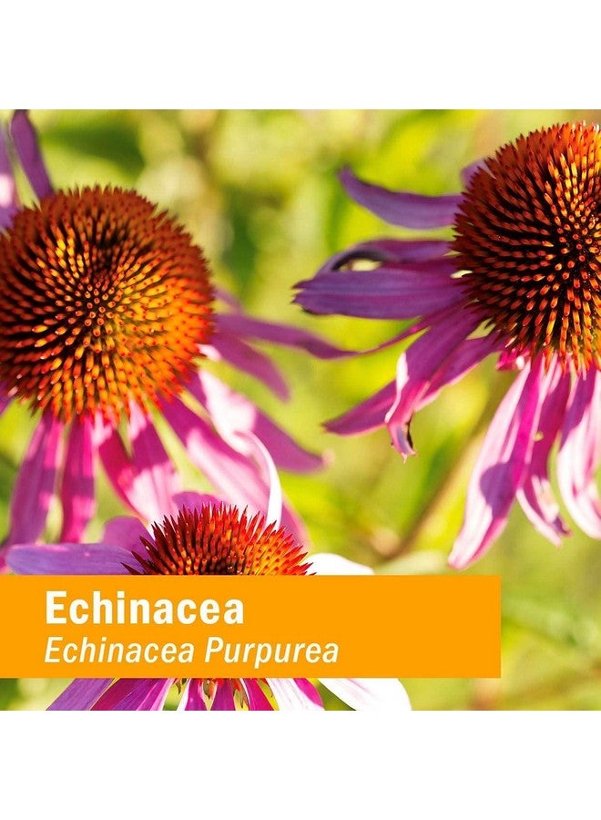 هيرب فارم مستخلص سائل من نبات إكناسيا جلسريت عضوي معتمد للأطفال، خالٍ من الكحول، من هيرب فارم، 4 أونصة - Image 3