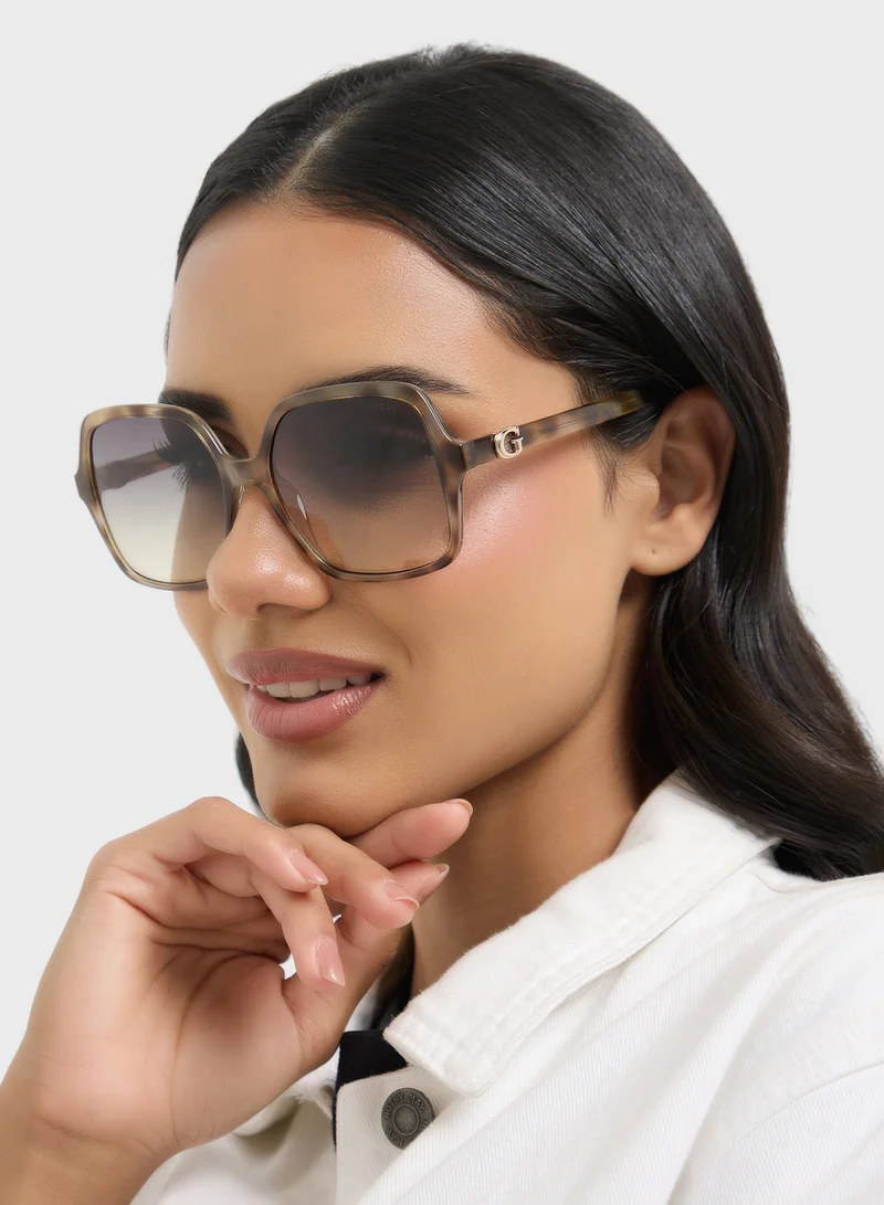 جس نظارات شمسية كبيرة الحجم