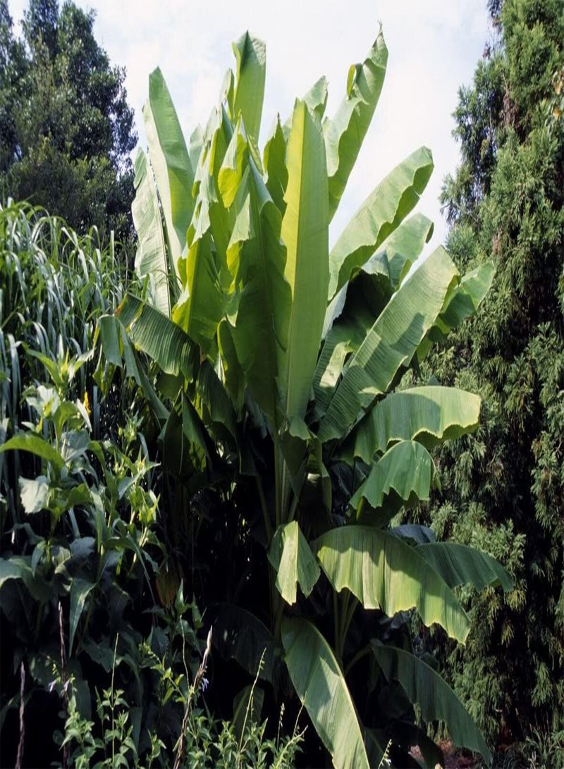GGOOT Musa basjoo (Japanese fibre banana) in 9cm Pot - Indoor Plant - Flowers in Summer (1 Plant) - Image 2