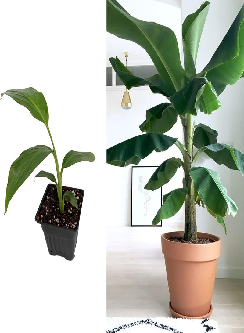 GGOOT Musa basjoo (Japanese fibre banana) in 9cm Pot - Indoor Plant - Flowers in Summer (1 Plant) - Image 1