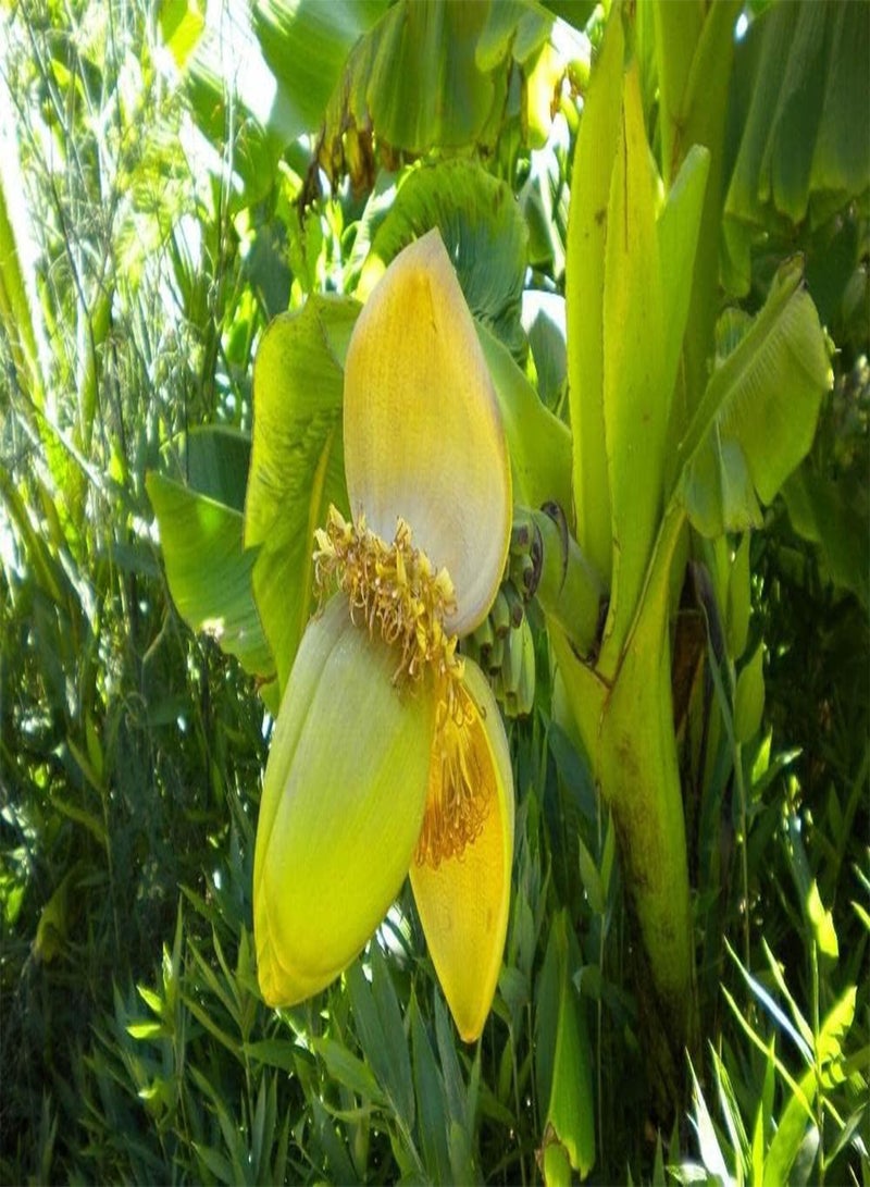 GGOOT Musa basjoo (Japanese fibre banana) in 9cm Pot - Indoor Plant - Flowers in Summer (1 Plant) - Image 3
